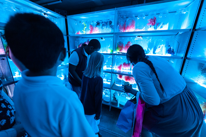 a shelving unit is lit in bright neon blue. The shelves contain clear jars with objects inside. A group of 4 adults and children look at the jars